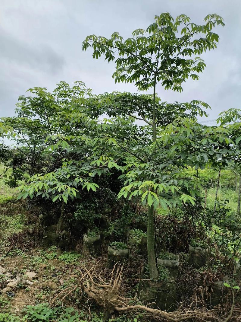 木棉树象征什么，什么时候开？木棉树代表什么象征意义？-第5张图片-优品飞百科