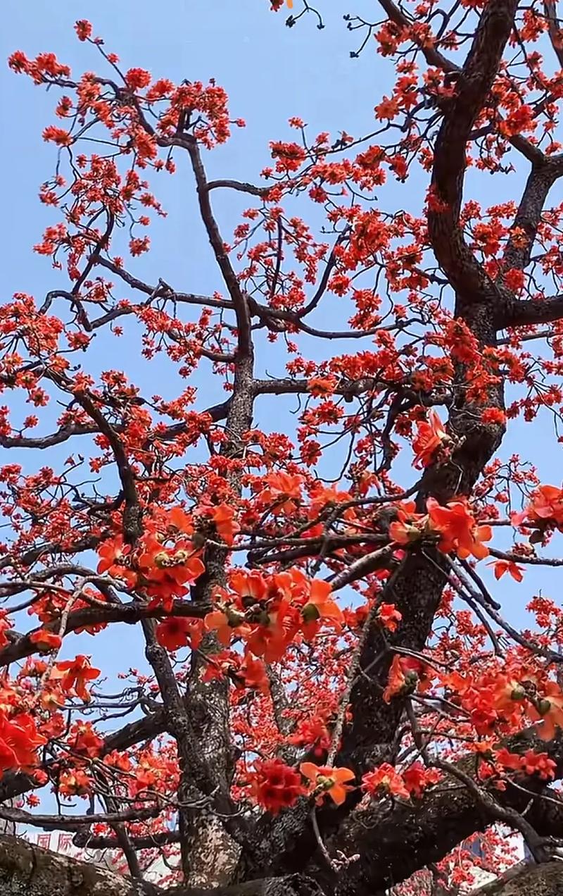 木棉树象征什么，什么时候开？木棉树代表什么象征意义？-第7张图片-优品飞百科