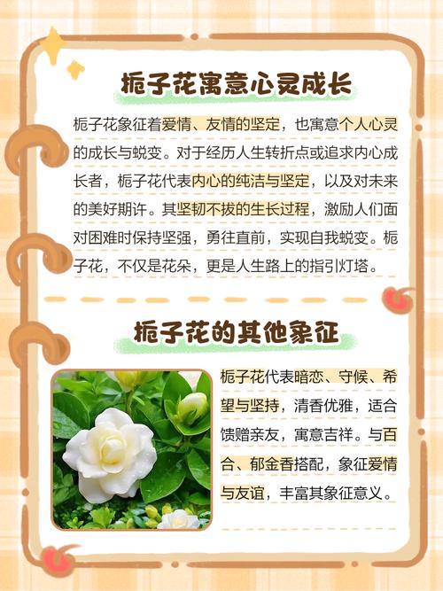 栀子花的风水作用，栀子花风水与属相？-第2张图片-优品飞百科