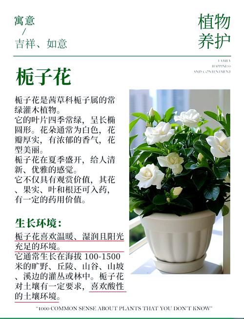 栀子花的风水作用，栀子花风水与属相？-第3张图片-优品飞百科