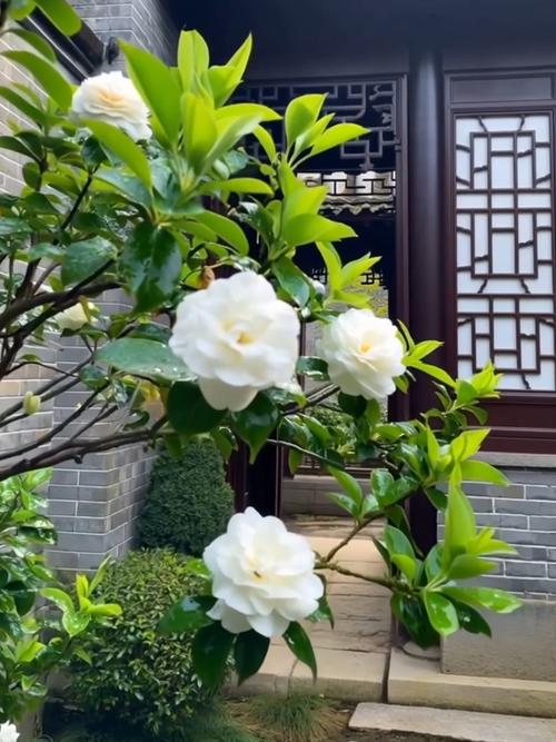 栀子花的风水作用，栀子花风水与属相？-第6张图片-优品飞百科