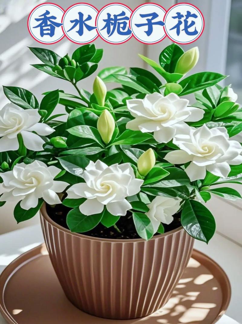 栀子花的风水作用，栀子花风水与属相？-第8张图片-优品飞百科