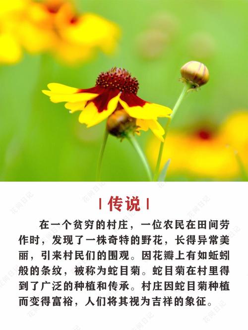 蛇目菊的价值及其花语，蛇目菊花的功效-第1张图片-优品飞百科