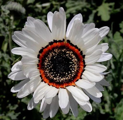 蛇目菊的价值及其花语，蛇目菊花的功效-第2张图片-优品飞百科