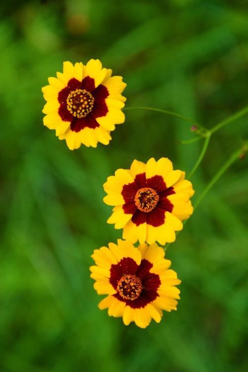 蛇目菊的价值及其花语，蛇目菊花的功效-第3张图片-优品飞百科