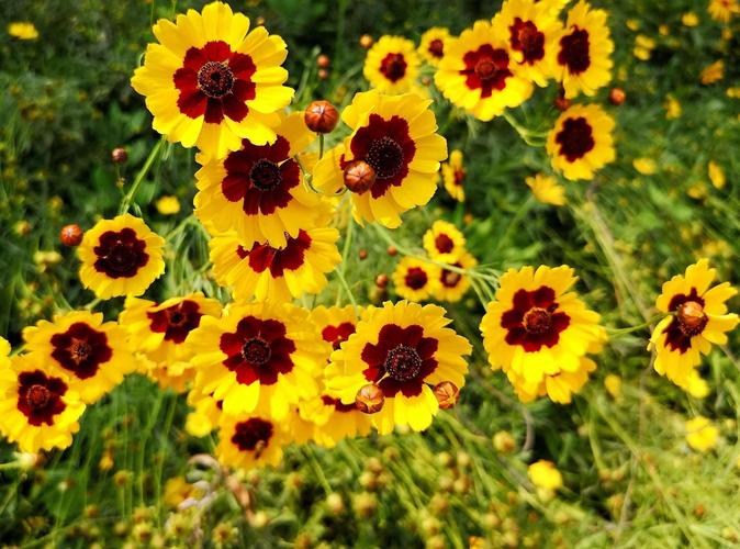 蛇目菊的价值及其花语，蛇目菊花的功效-第4张图片-优品飞百科