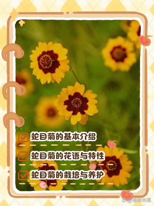 蛇目菊的价值及其花语，蛇目菊花的功效-第5张图片-优品飞百科