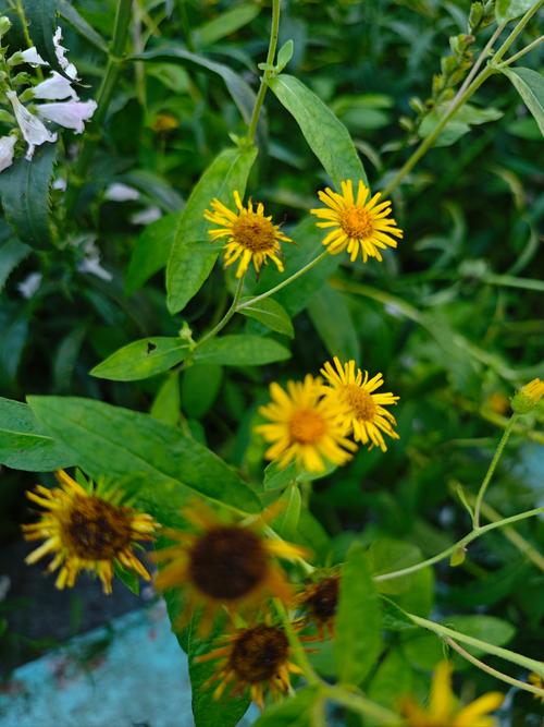 蛇目菊的价值及其花语，蛇目菊花的功效-第6张图片-优品飞百科