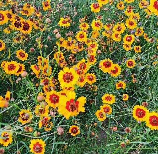 蛇目菊的价值及其花语，蛇目菊花的功效-第8张图片-优品飞百科