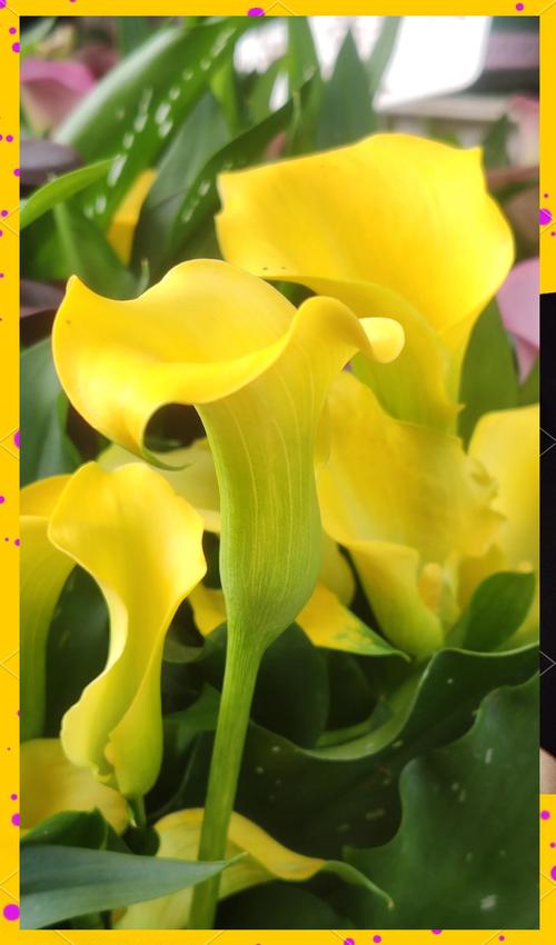 马蹄莲有毒吗？马蹄莲有毒吗 适合在室内养吗？