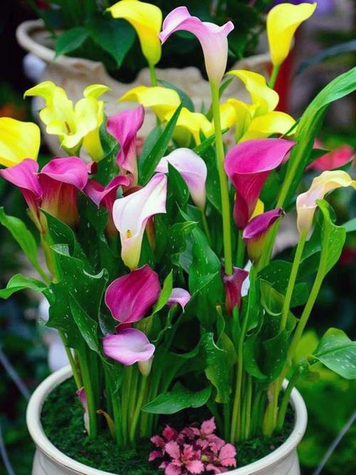 马蹄莲有毒吗？马蹄莲有毒吗 适合在室内养吗？-第2张图片-优品飞百科