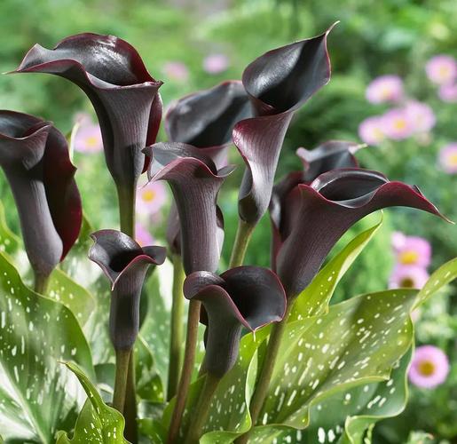 马蹄莲有毒吗？马蹄莲有毒吗 适合在室内养吗？-第3张图片-优品飞百科