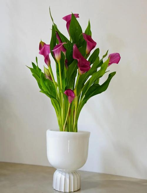 马蹄莲有毒吗？马蹄莲有毒吗 适合在室内养吗？-第5张图片-优品飞百科