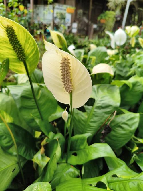 马蹄莲有毒吗？马蹄莲有毒吗 适合在室内养吗？-第7张图片-优品飞百科