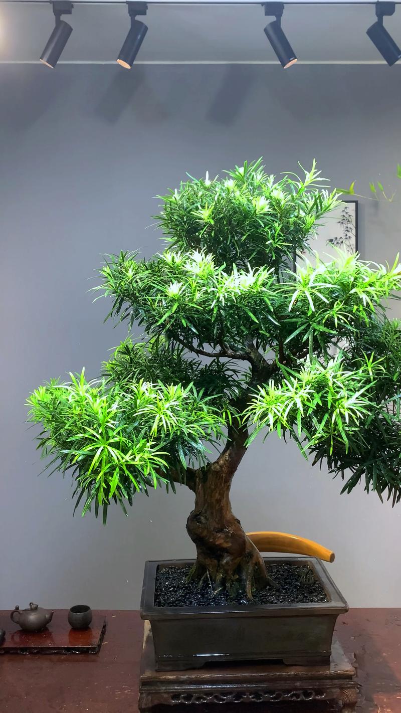 罗汉松寓意，红芽太子妃罗汉松寓意