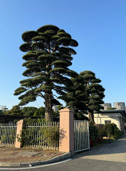 罗汉松寓意,红芽太子妃罗汉松寓意-第3张图片-优品飞百科 罗汉松寓意,红芽太子妃罗汉松寓意-第3张图片-优品飞百科