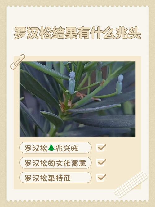 罗汉松寓意,红芽太子妃罗汉松寓意-第4张图片-优品飞百科 罗汉松寓意,红芽太子妃罗汉松寓意-第4张图片-优品飞百科