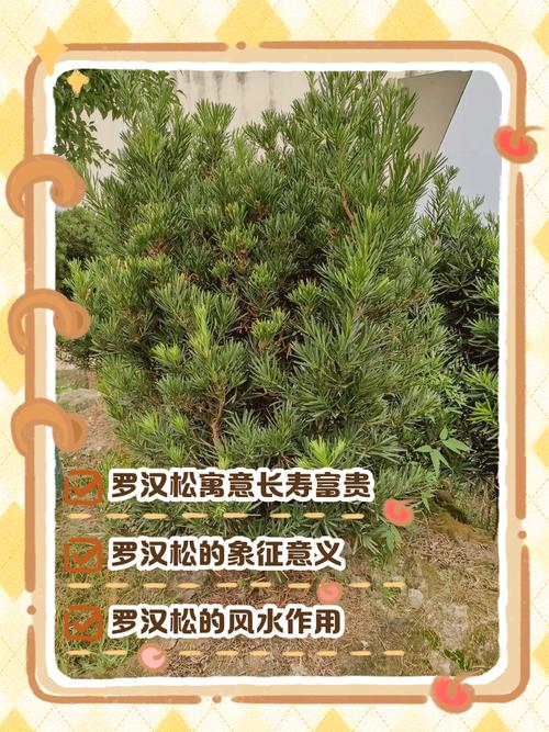 罗汉松寓意,红芽太子妃罗汉松寓意-第5张图片-优品飞百科 罗汉松寓意,红芽太子妃罗汉松寓意-第5张图片-优品飞百科