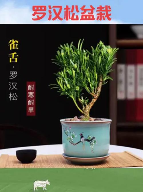 罗汉松寓意,红芽太子妃罗汉松寓意-第7张图片-优品飞百科 罗汉松寓意,红芽太子妃罗汉松寓意-第7张图片-优品飞百科