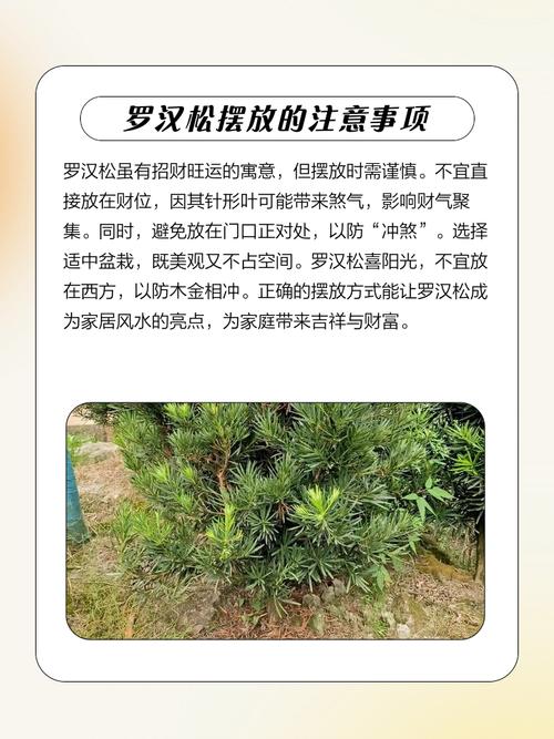 罗汉松寓意,红芽太子妃罗汉松寓意-第8张图片-优品飞百科 罗汉松寓意,红芽太子妃罗汉松寓意-第8张图片-优品飞百科