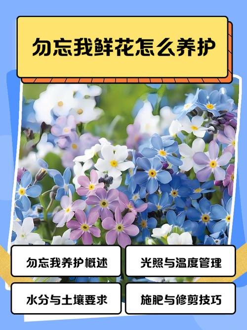 薰衣草和勿忘我是一种花吗，薰衣草和勿忘我的区别？薰衣草 区别？