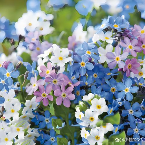 薰衣草和勿忘我是一种花吗,薰衣草和勿忘我的区别?薰衣草 区别?-第2张图片-优品飞百科 薰衣草和勿忘我是一种花吗,薰衣草和勿忘我的区别?薰衣草 区别?-第2张图片-优品飞百科