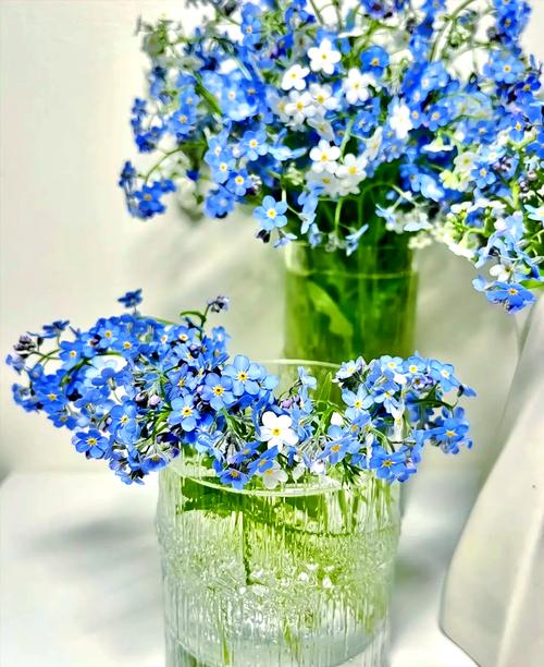 薰衣草和勿忘我是一种花吗,薰衣草和勿忘我的区别?薰衣草 区别?-第3张图片-优品飞百科 薰衣草和勿忘我是一种花吗,薰衣草和勿忘我的区别?薰衣草 区别?-第3张图片-优品飞百科