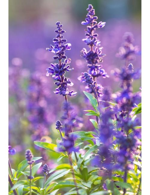 薰衣草和勿忘我是一种花吗,薰衣草和勿忘我的区别?薰衣草 区别?-第4张图片-优品飞百科 薰衣草和勿忘我是一种花吗,薰衣草和勿忘我的区别?薰衣草 区别?-第4张图片-优品飞百科