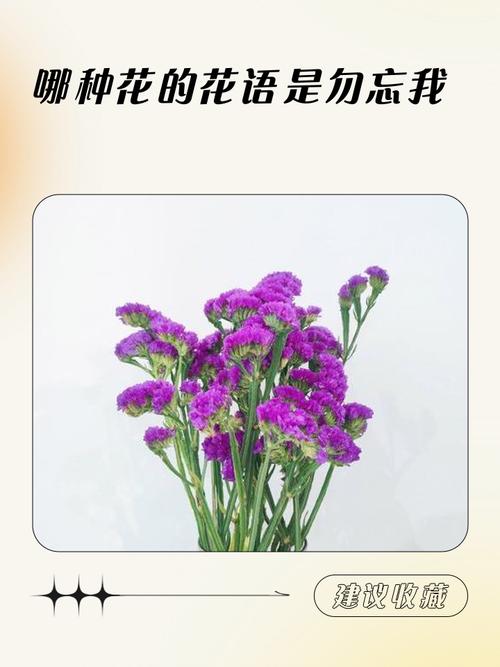 薰衣草和勿忘我是一种花吗,薰衣草和勿忘我的区别?薰衣草 区别?-第5张图片-优品飞百科 薰衣草和勿忘我是一种花吗,薰衣草和勿忘我的区别?薰衣草 区别?-第5张图片-优品飞百科