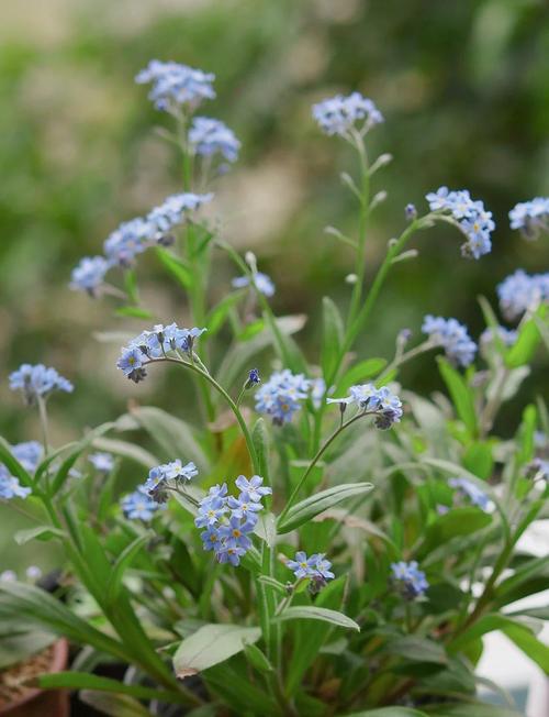 薰衣草和勿忘我是一种花吗,薰衣草和勿忘我的区别?薰衣草 区别?-第6张图片-优品飞百科 薰衣草和勿忘我是一种花吗,薰衣草和勿忘我的区别?薰衣草 区别?-第6张图片-优品飞百科