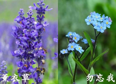 薰衣草和勿忘我是一种花吗,薰衣草和勿忘我的区别?薰衣草 区别?-第7张图片-优品飞百科 薰衣草和勿忘我是一种花吗,薰衣草和勿忘我的区别?薰衣草 区别?-第7张图片-优品飞百科