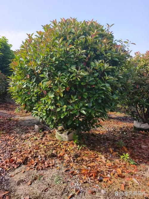 红叶石楠的主要价值，红叶石楠的药用部位-第1张图片-优品飞百科