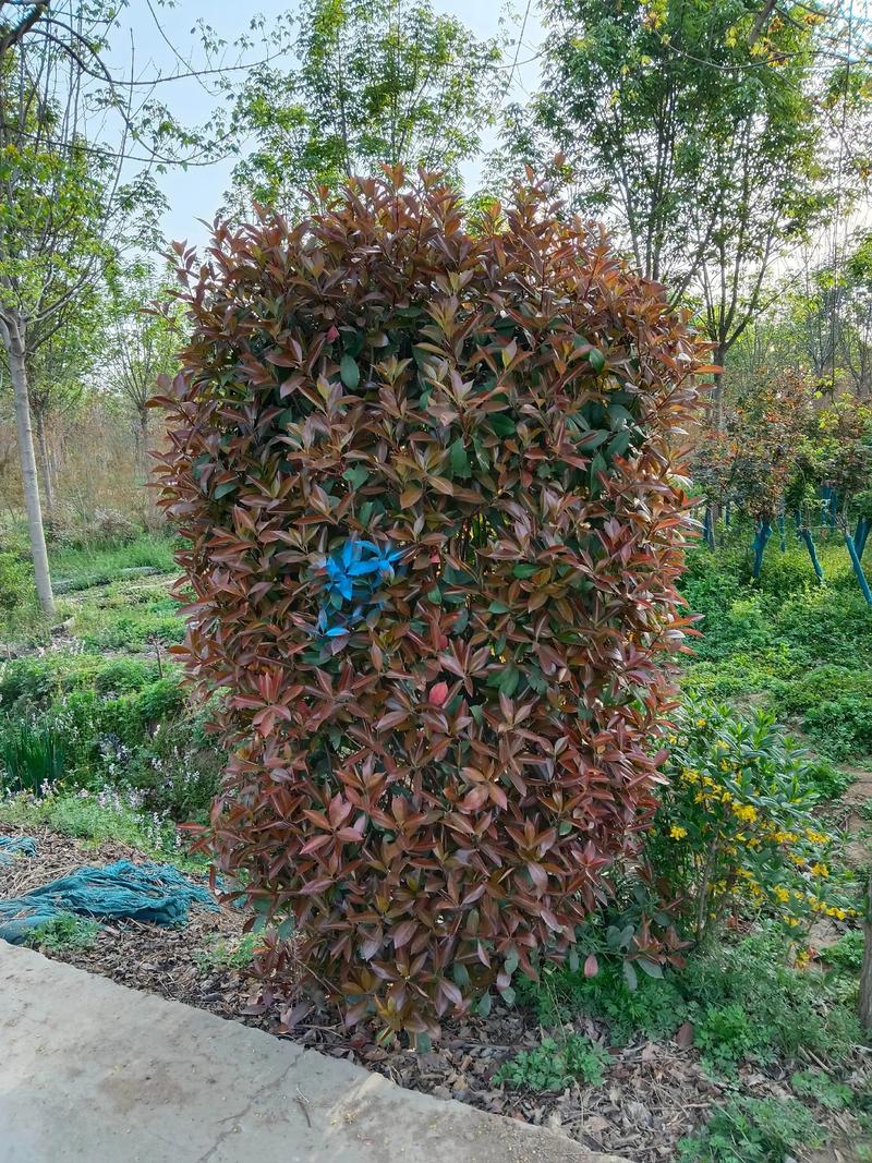 红叶石楠的主要价值，红叶石楠的药用部位-第2张图片-优品飞百科