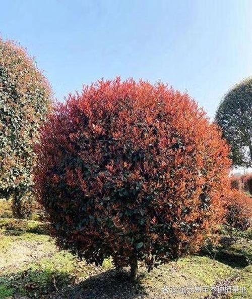 红叶石楠的主要价值，红叶石楠的药用部位-第3张图片-优品飞百科