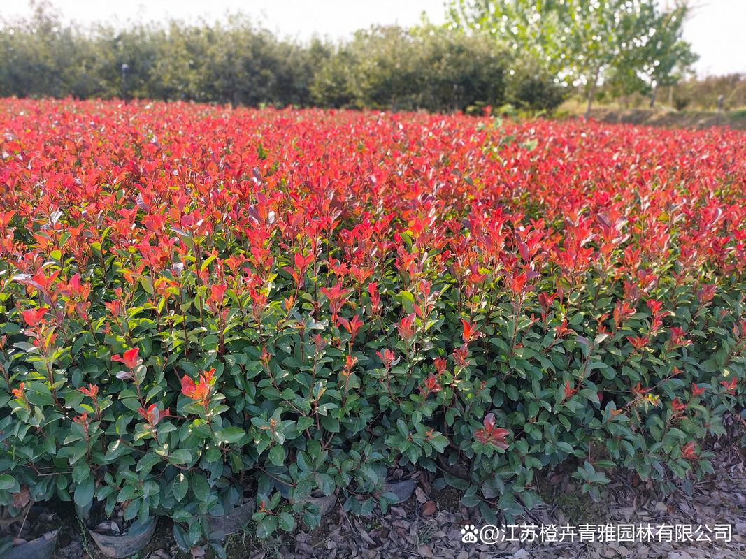 红叶石楠的主要价值，红叶石楠的药用部位-第4张图片-优品飞百科