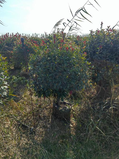 红叶石楠的主要价值，红叶石楠的药用部位-第5张图片-优品飞百科