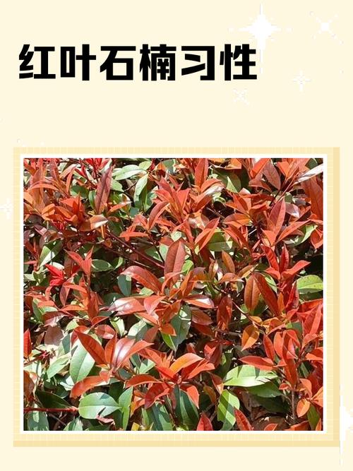 红叶石楠的主要价值，红叶石楠的药用部位-第6张图片-优品飞百科