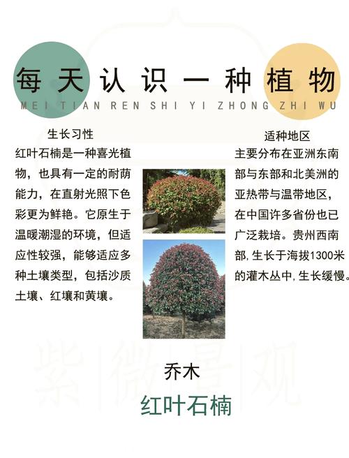 红叶石楠的主要价值，红叶石楠的药用部位-第8张图片-优品飞百科