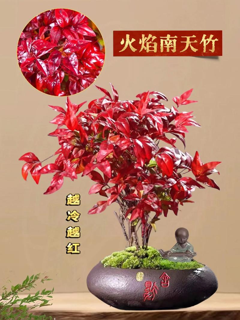 黄色花的植物？黄色花的植物 种子榨油？-第2张图片-优品飞百科