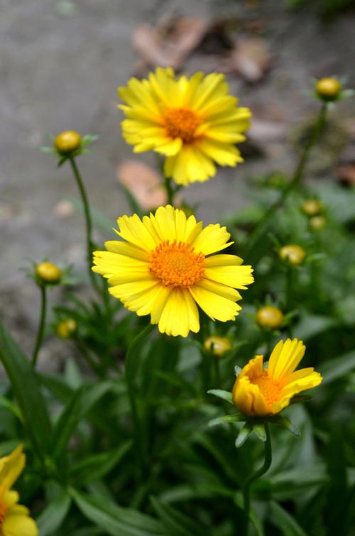 黄色花的植物？黄色花的植物 种子榨油？-第3张图片-优品飞百科