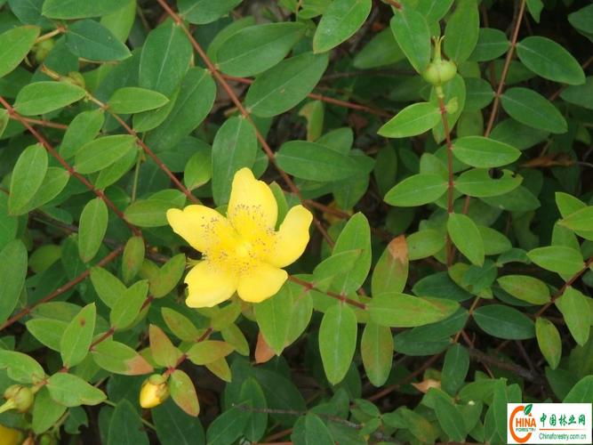 黄色花的植物？黄色花的植物 种子榨油？-第5张图片-优品飞百科