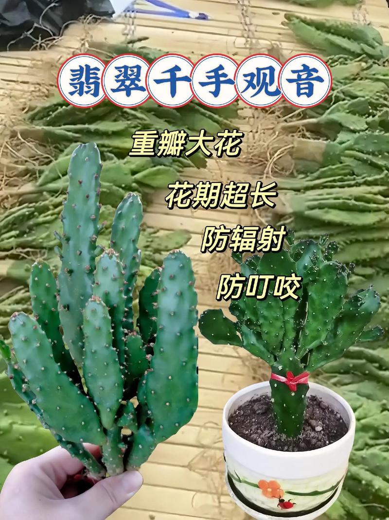 千手观音能放在室内吗，花有毒吗，怎么养？，千手观音可以放卧室吗？-第2张图片-优品飞百科