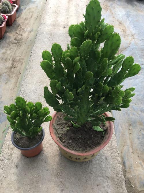 千手观音能放在室内吗，花有毒吗，怎么养？，千手观音可以放卧室吗？-第3张图片-优品飞百科