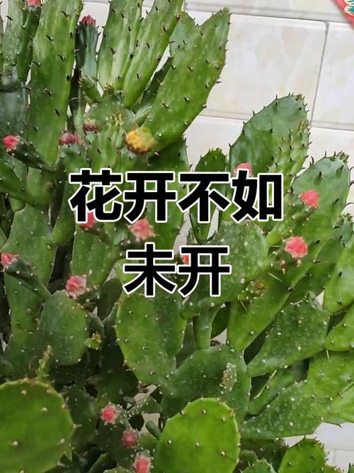 千手观音能放在室内吗，花有毒吗，怎么养？，千手观音可以放卧室吗？-第4张图片-优品飞百科