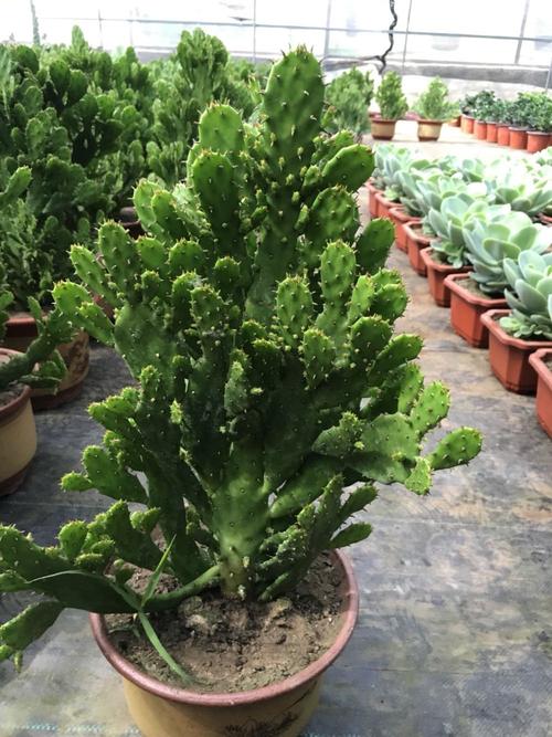 千手观音能放在室内吗，花有毒吗，怎么养？，千手观音可以放卧室吗？-第5张图片-优品飞百科