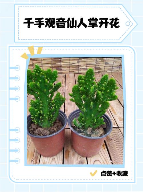 千手观音能放在室内吗，花有毒吗，怎么养？，千手观音可以放卧室吗？-第7张图片-优品飞百科