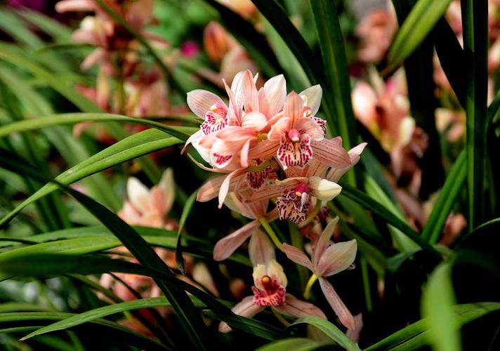 崇左适合养什么花，市花和市树是什么，崇左适合养什么花,市花和市树是什么花-第1张图片-优品飞百科