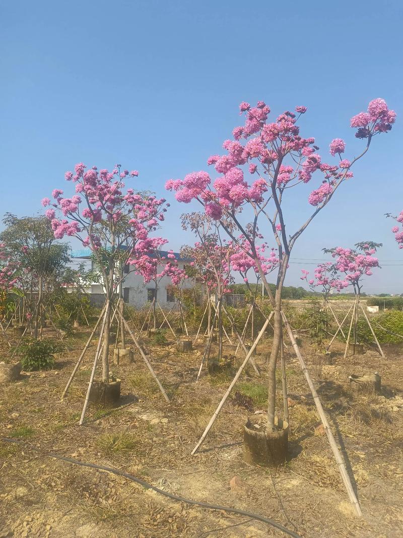 崇左适合养什么花，市花和市树是什么，崇左适合养什么花,市花和市树是什么花-第3张图片-优品飞百科