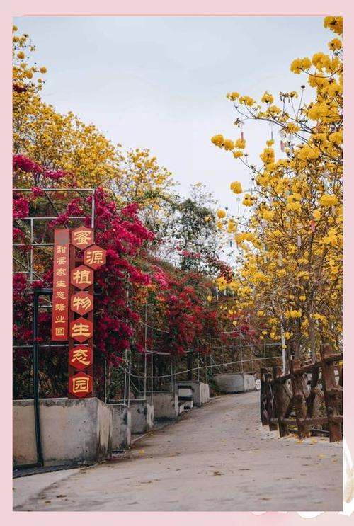 崇左适合养什么花，市花和市树是什么，崇左适合养什么花,市花和市树是什么花-第4张图片-优品飞百科