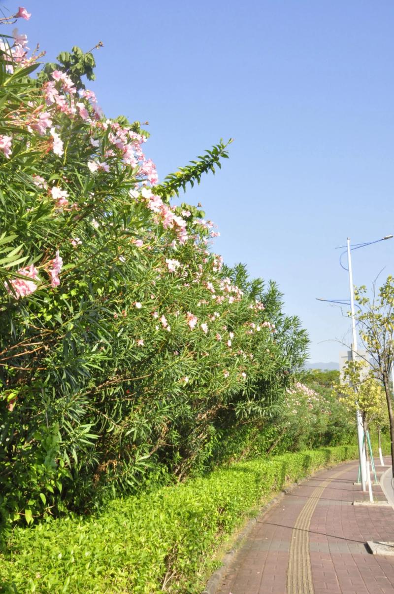 崇左适合养什么花，市花和市树是什么，崇左适合养什么花,市花和市树是什么花-第5张图片-优品飞百科